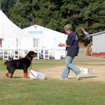 Steve White Dog Meet 2011 087 Steve White Dog Meet 2011 087