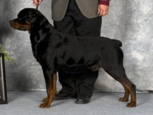 Diago Breed Photo