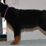 Purple Stack 7 weeks Purple Stack 7 weeks