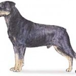 rottweiler art