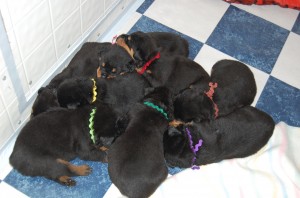 wk 3 Puppy Pile