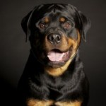 Xander_International_Dog_8_t180
