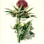 milk thistle