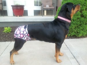 Bitch Pantie Picture #1_ Rottweiller