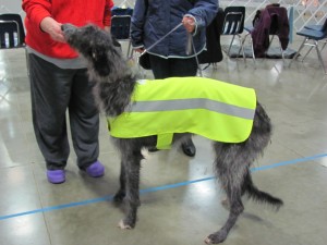 Safety Vest Picture_Large Dog