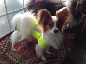 Safety Vest Picture_Small Dog