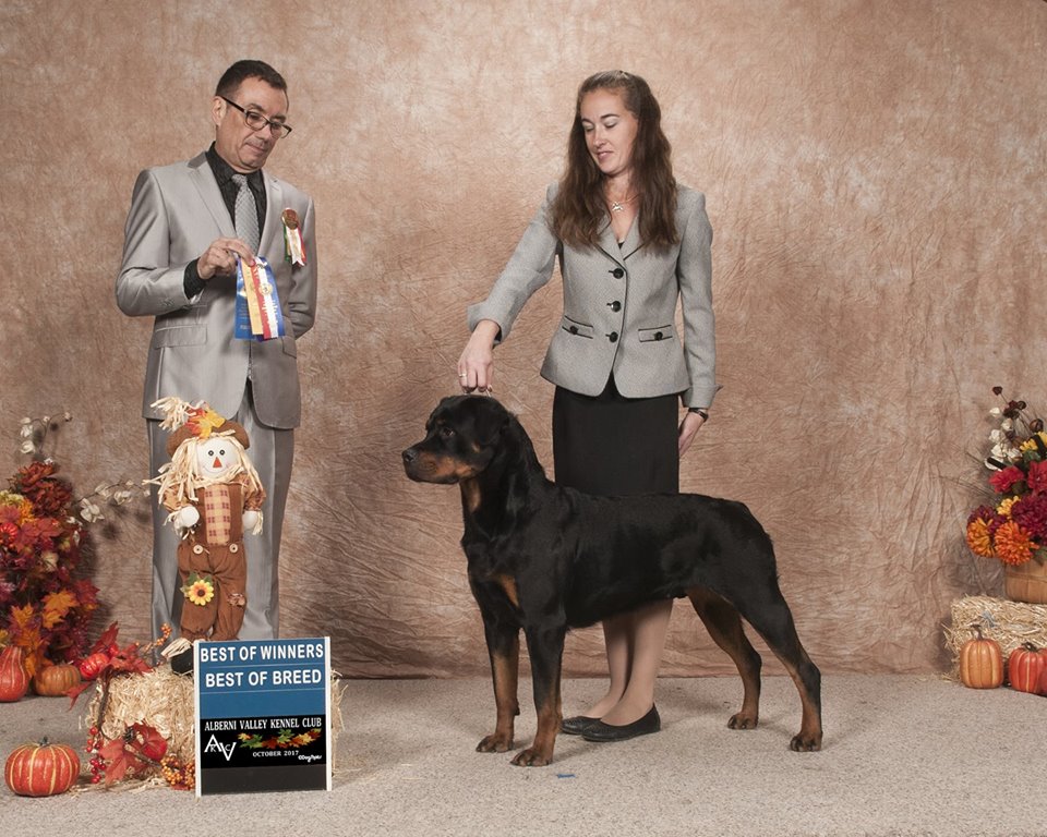 Alberni dog hot sale kennel