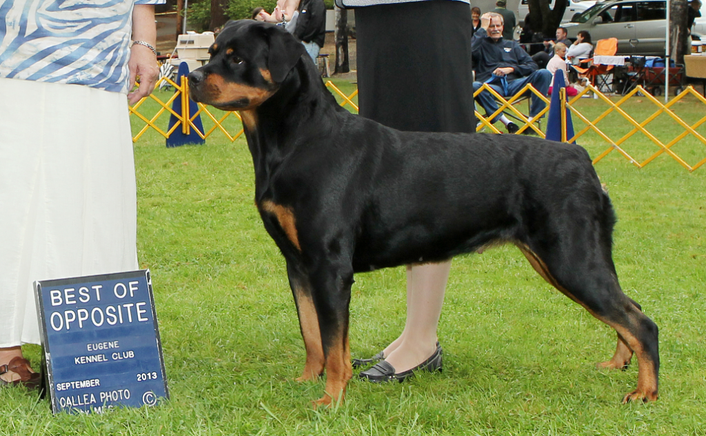 2 Infinity Rottweilers In Memory Of – 2Infinity Rottweilers LLC