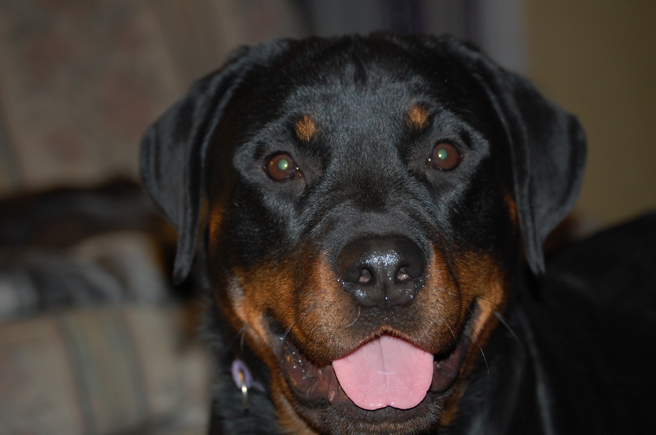 2 Infinity Rottweilers Bee Bee’s Gallery – 2Infinity Rottweilers LLC