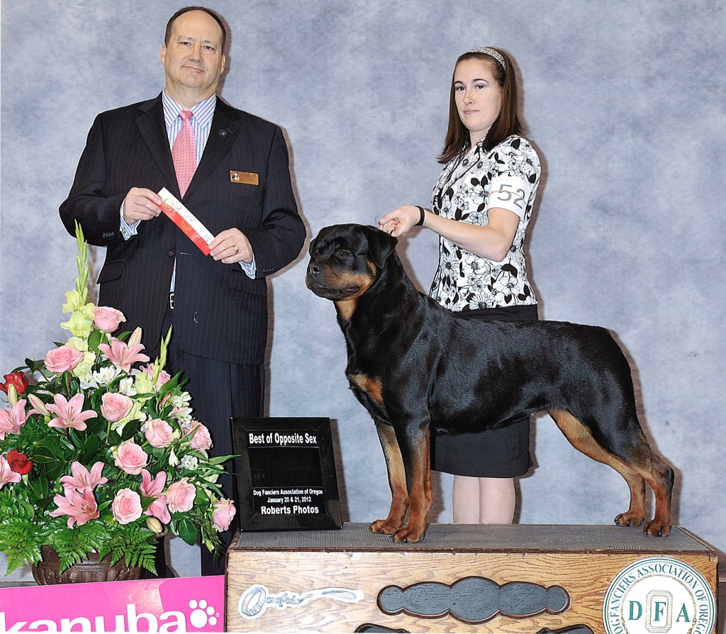 2 Infinity Rottweilers Professional All Breed Dog Handling – 2Infinity Rottweilers LLC