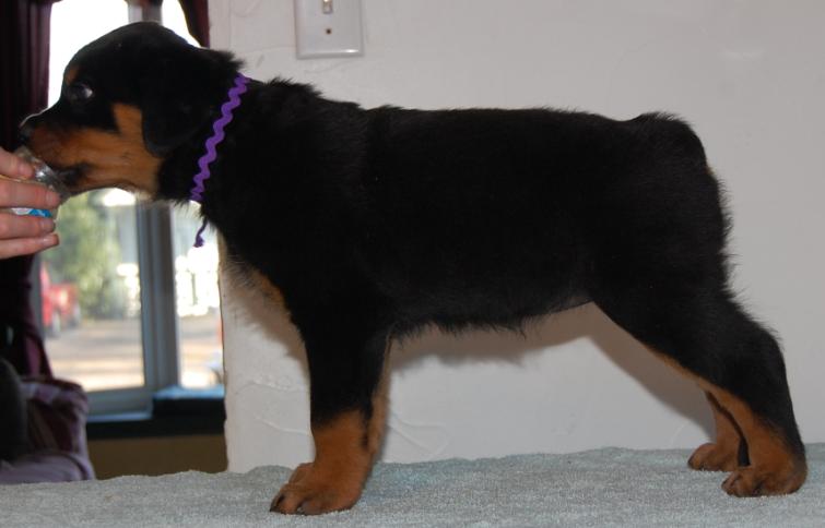 Stacked Rottweiler BBP Multi BOS Am Ptd (3) 2Infinity Gone in 60 Seconds CGC RA BN CD ...