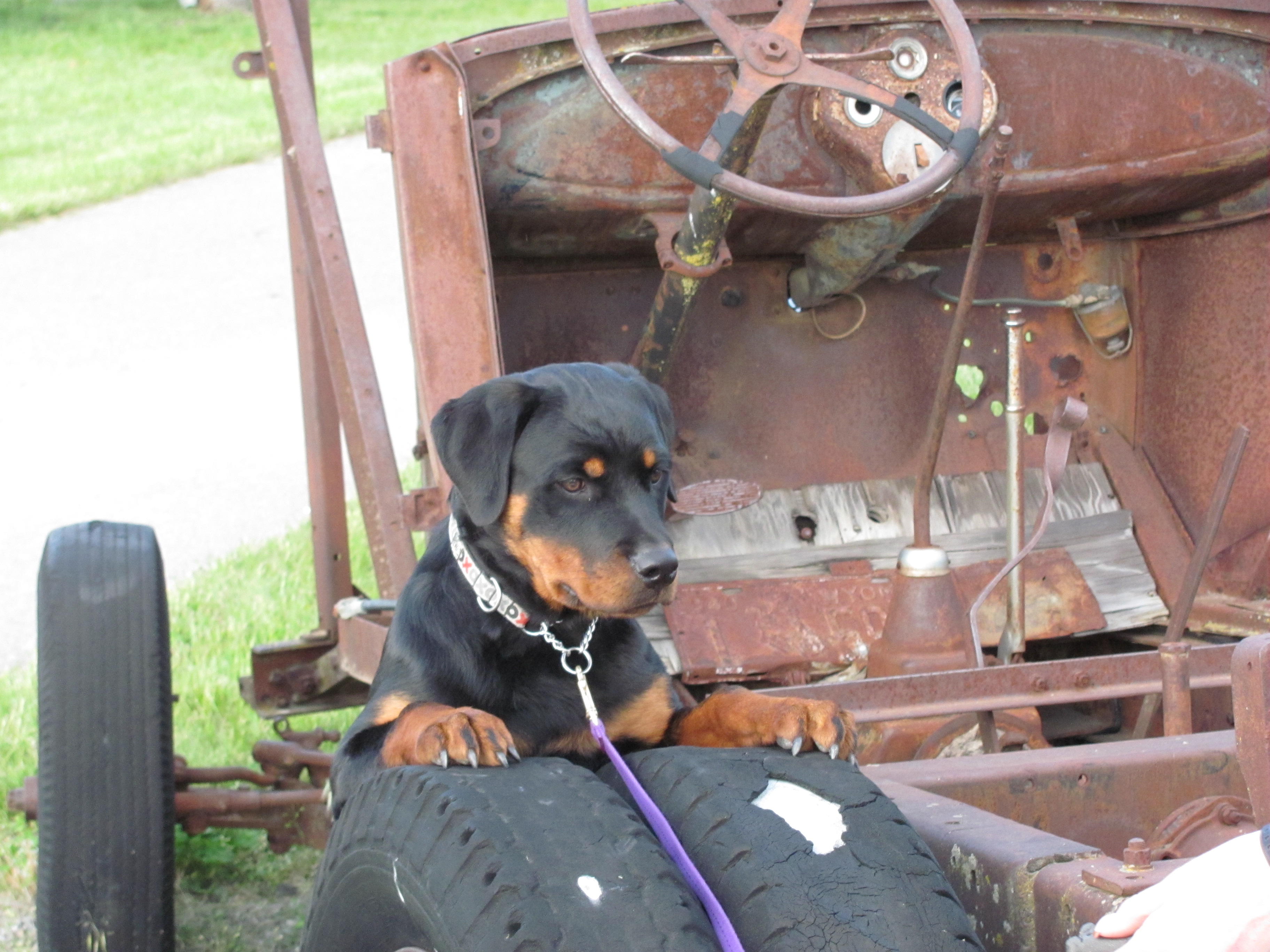 2 Infinity Rottweilers Eleanor’s Gallery – 2Infinity Rottweilers LLC