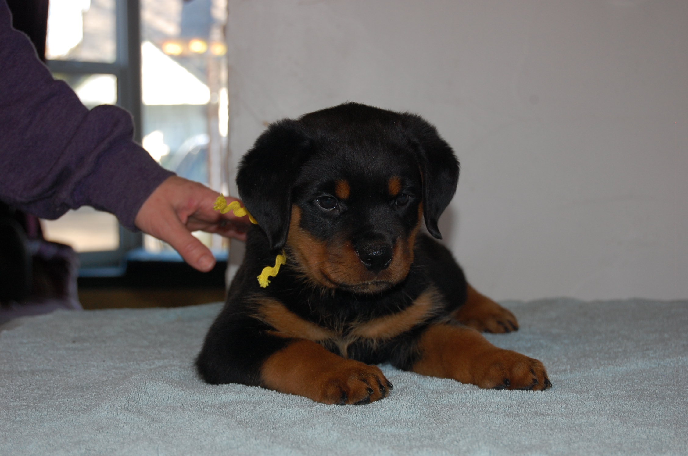 2 Infinity Rottweilers On To New Adventures – 2Infinity Rottweilers LLC