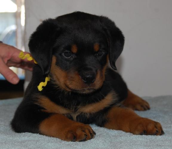 2 Infinity Rottweilers Our Other/Previous Dogs – 2Infinity Rottweilers LLC