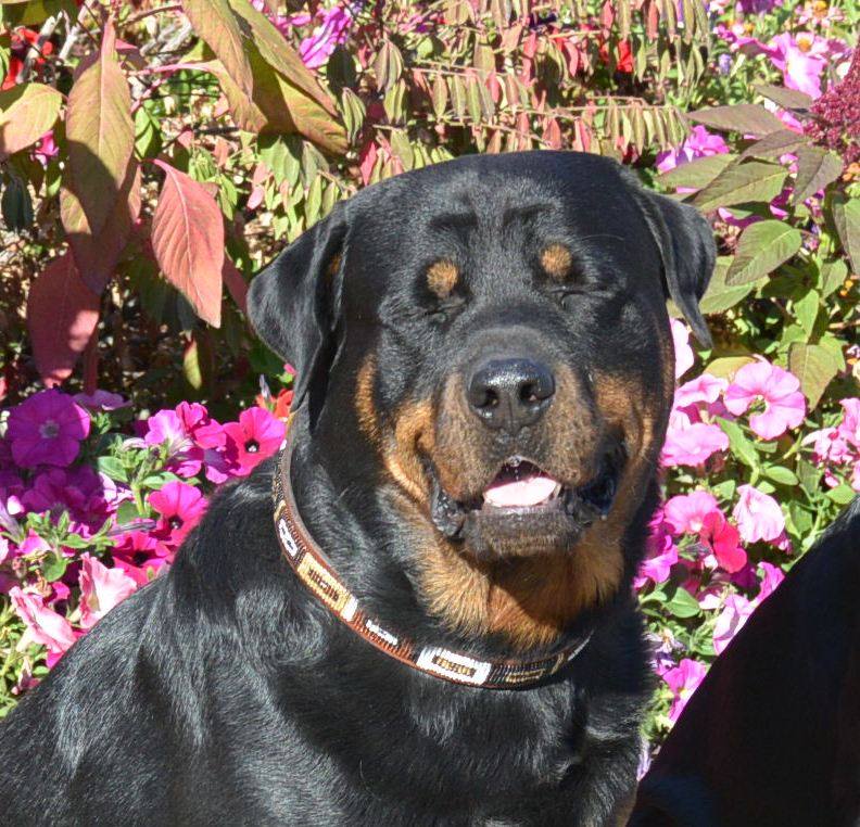 2 Infinity Rottweilers 2Infinity’s Current Dogs – 2Infinity Rottweilers LLC