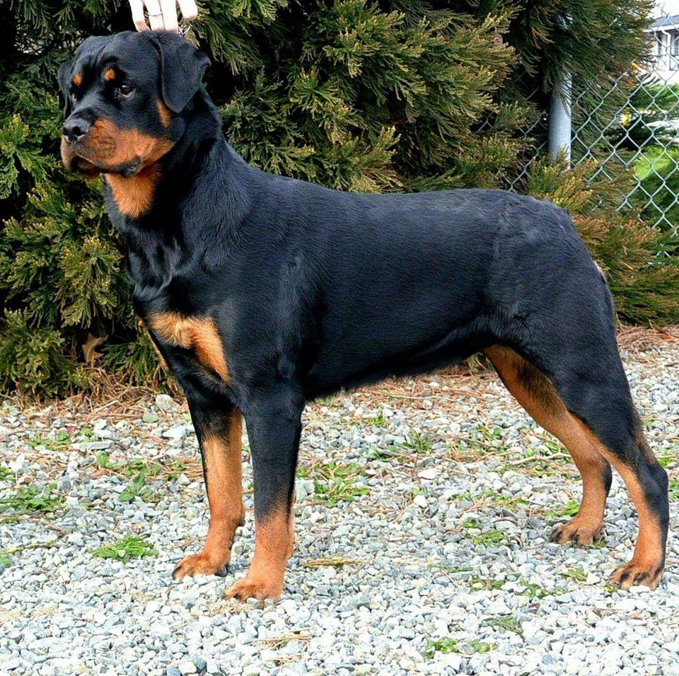 2 Infinity Rottweilers Multi BOB Can GCH/Am CH/UKC CH 2Infinity Right To Remain Silent ...