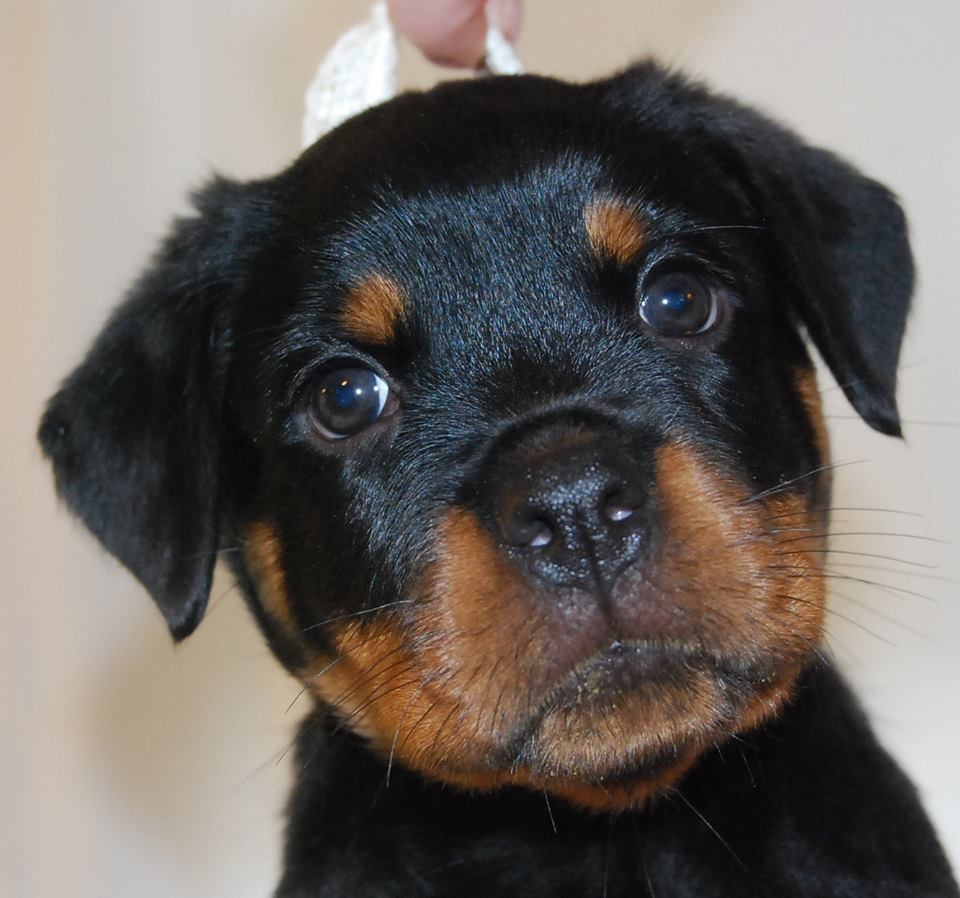 rottweiler kj 19SO ワコマリア cootie anytee Amazon.com: Rottie Mom Rottweiler Dog Mama T-Shirt : Clothing