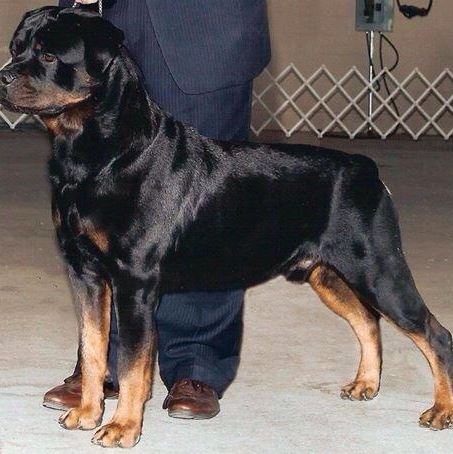 2 Infinity Rottweilers 2Infinity’s Breeders Box – 2Infinity Rottweilers LLC