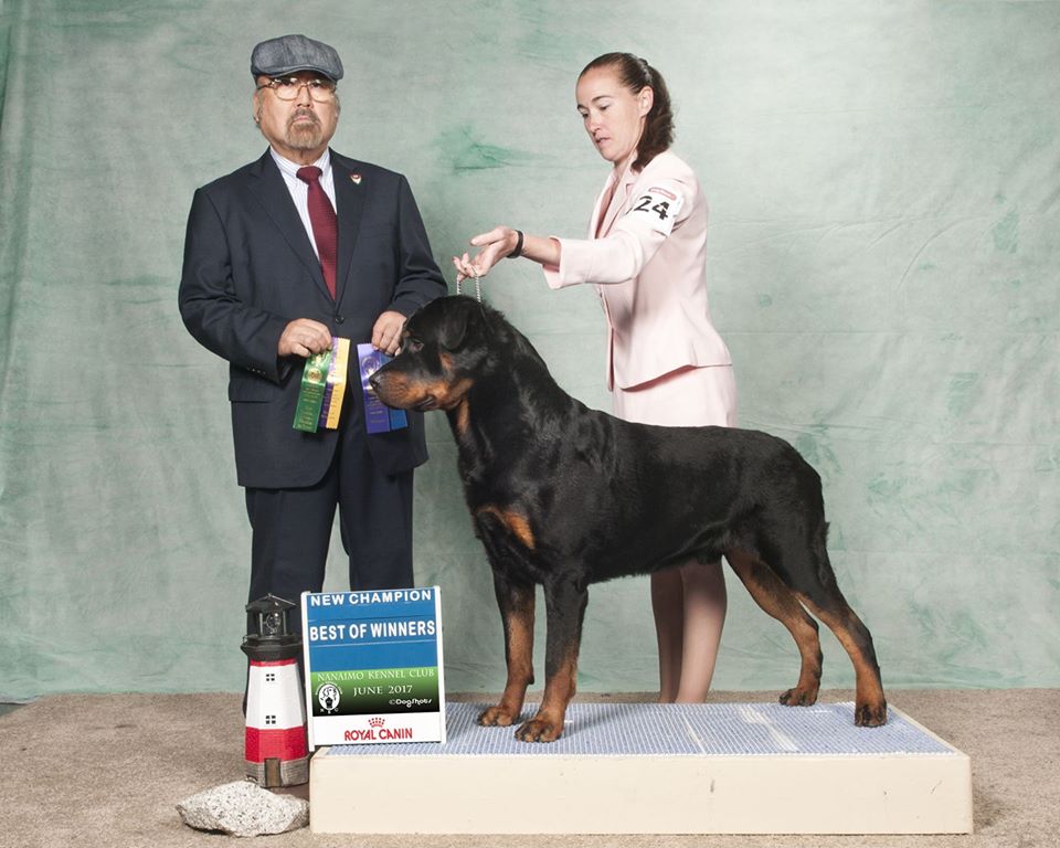 2 Infinity Rottweilers SWAT’s Gallery – 2Infinity Rottweilers LLC