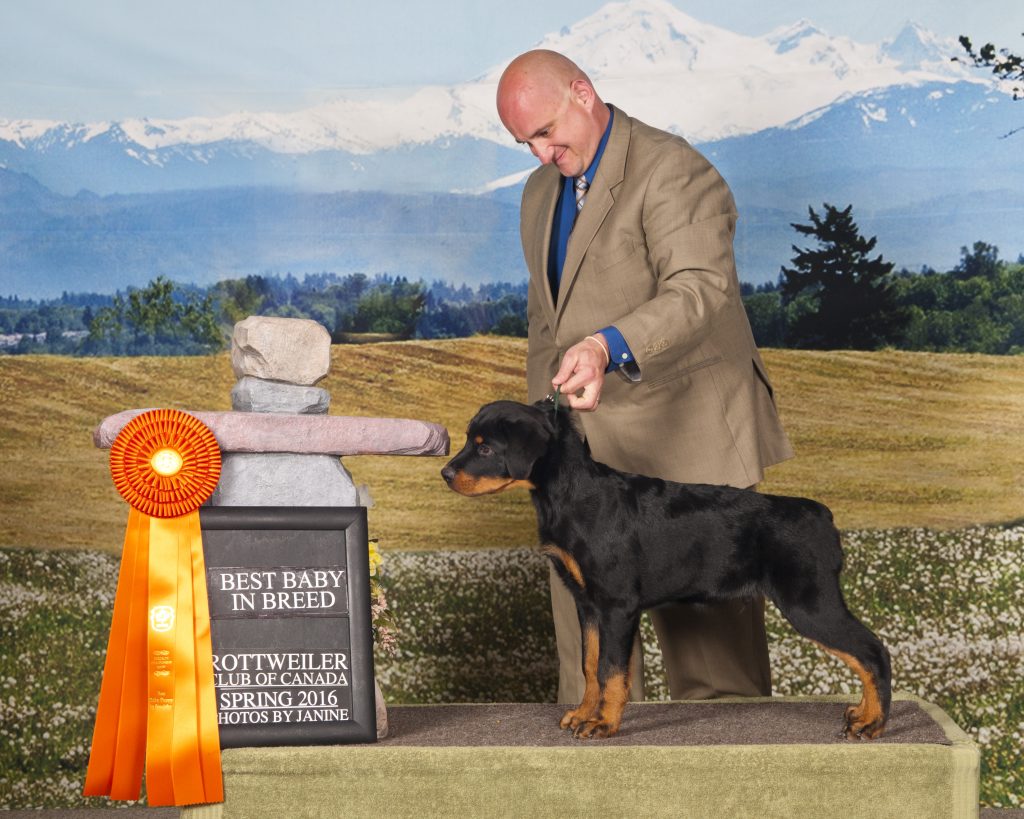 2 Infinity Rottweilers SWAT’s Gallery – 2Infinity Rottweilers LLC