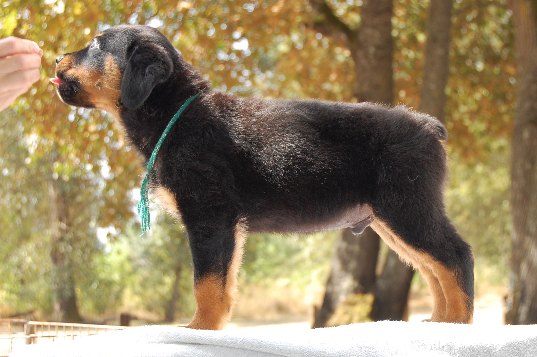 2017, July 15 = Hush X Divo – 2Infinity Rottweilers LLC