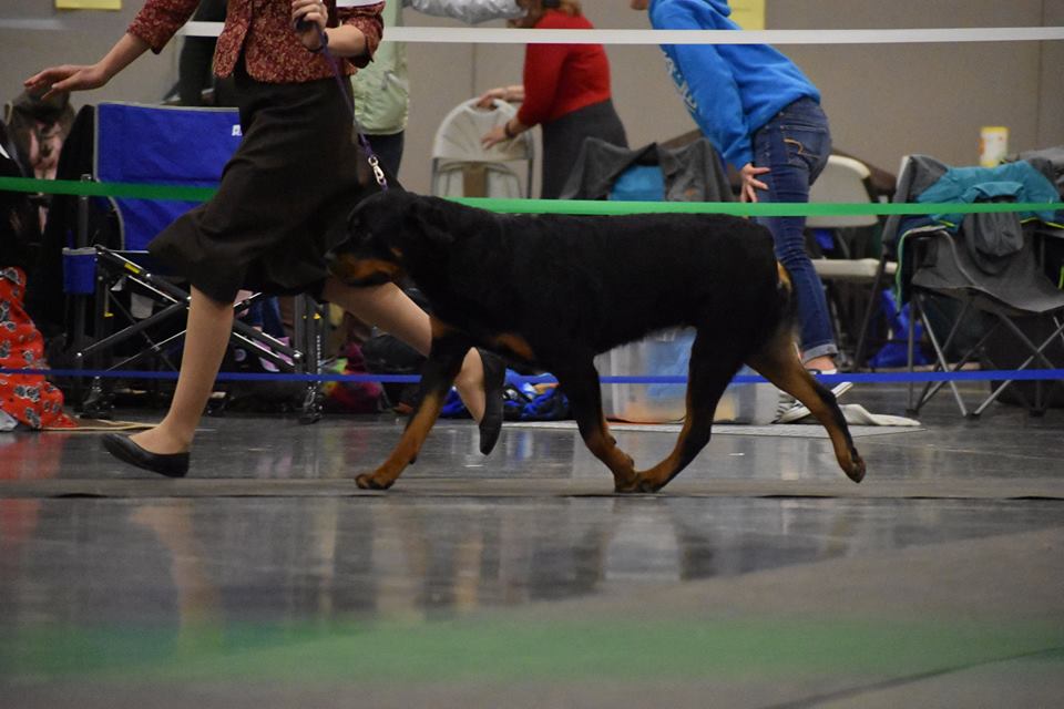 2 Infinity Rottweilers I Know’s Gallery – 2Infinity Rottweilers LLC