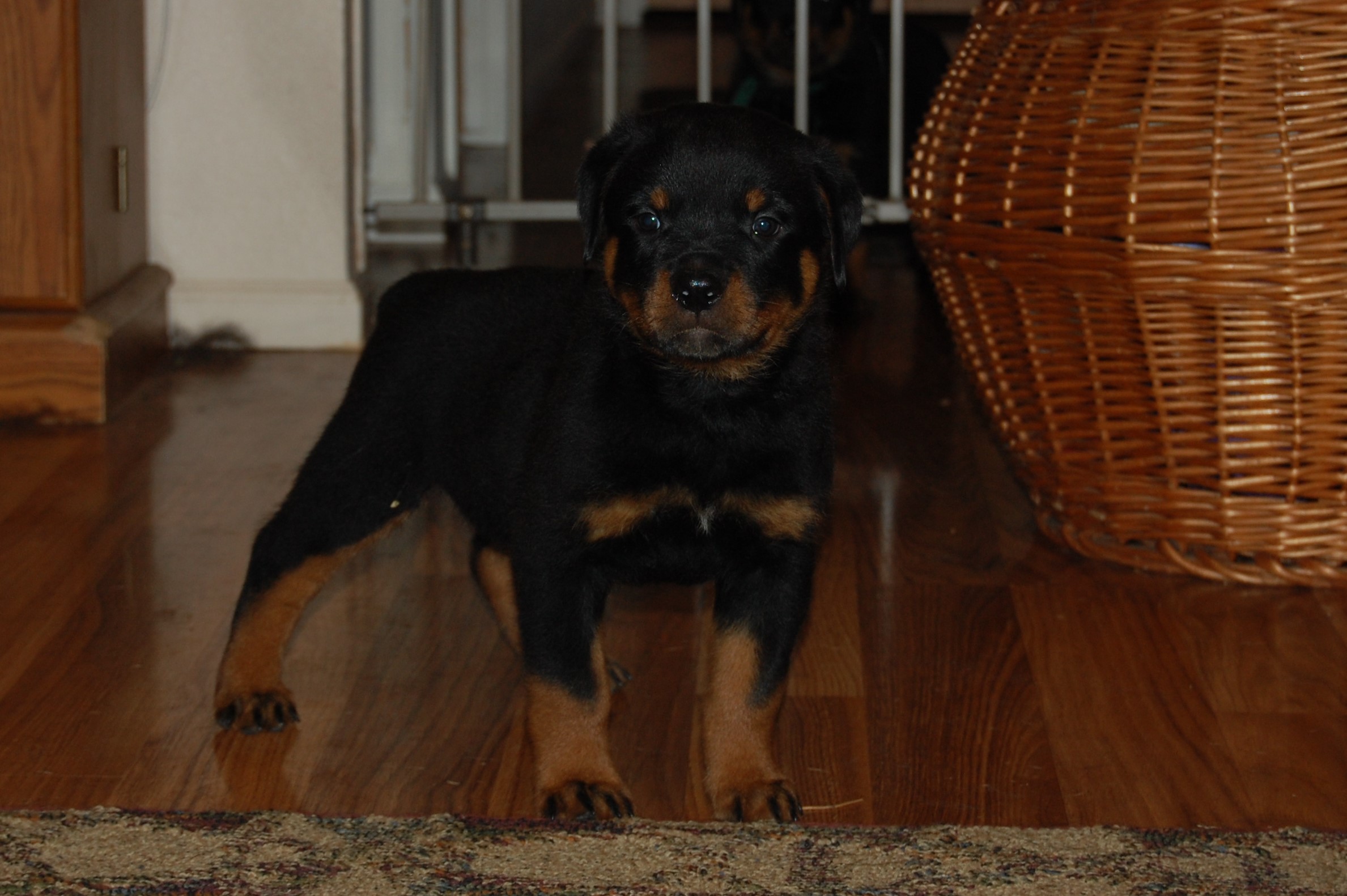 2 Infinity Rottweilers Group Breeder/Owner/Handler & BP & Group 1 Can CH/AOM BOSS Am GCHB ...