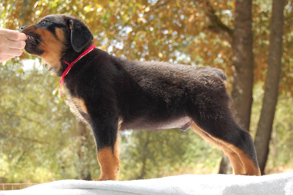 2 Infinity Rottweilers Bulleit’s Gallery – 2Infinity Rottweilers LLC