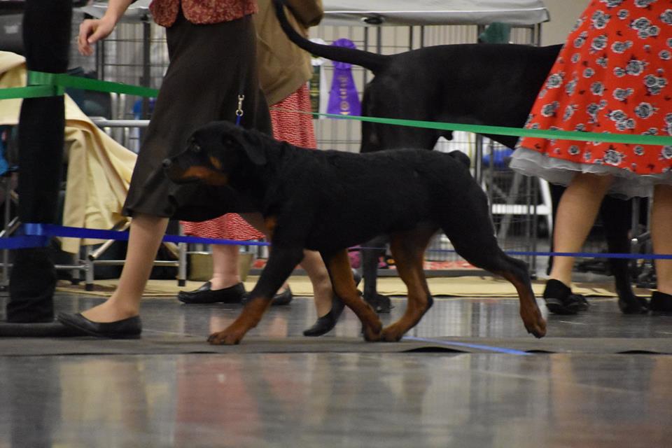 Bulleit’s Gallery 2Infinity Rottweilers LLC