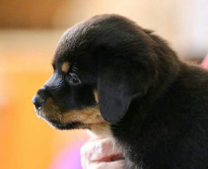 2 Infinity Rottweilers New Addition in THE HOUSE – 2Infinity Rottweilers LLC
