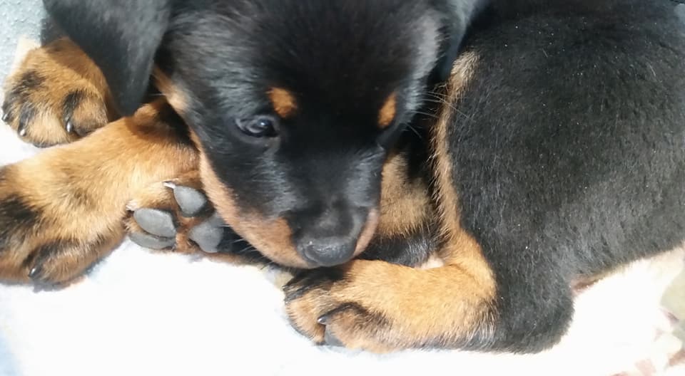 2 Infinity Rottweilers New Addition in THE HOUSE – 2Infinity Rottweilers LLC