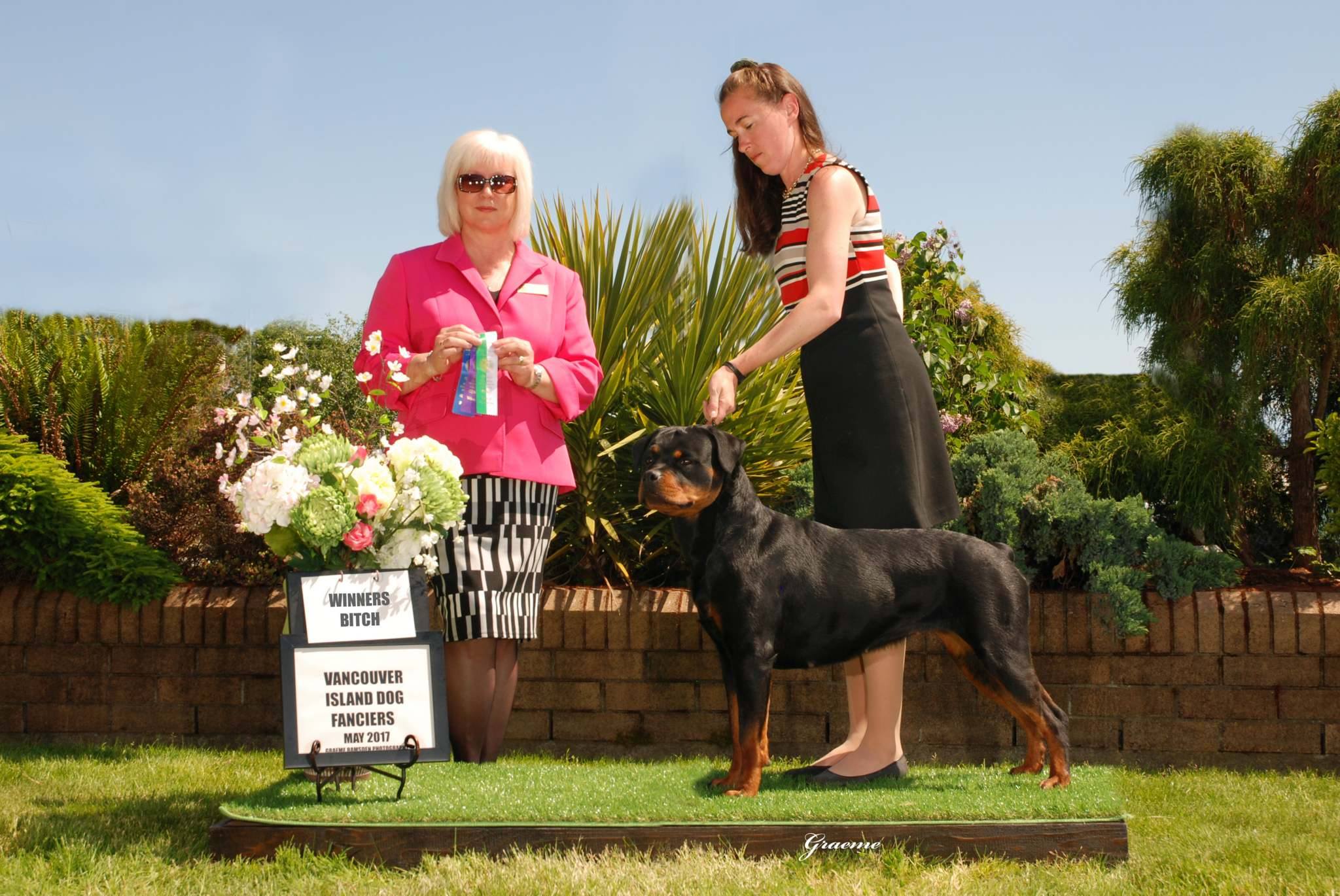 2 Infinity Rottweilers Proudly Showing/Shown – 2Infinity Rottweilers LLC