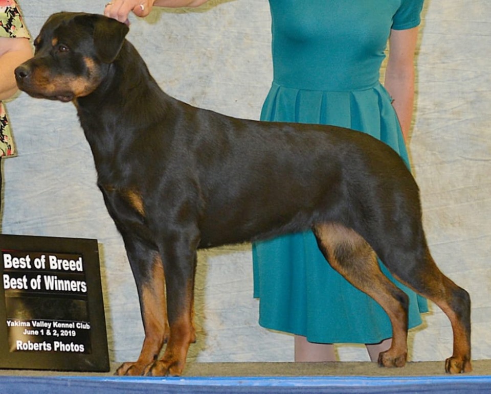 2 Infinity Rottweilers Plum – 2Infinity Rottweilers LLC