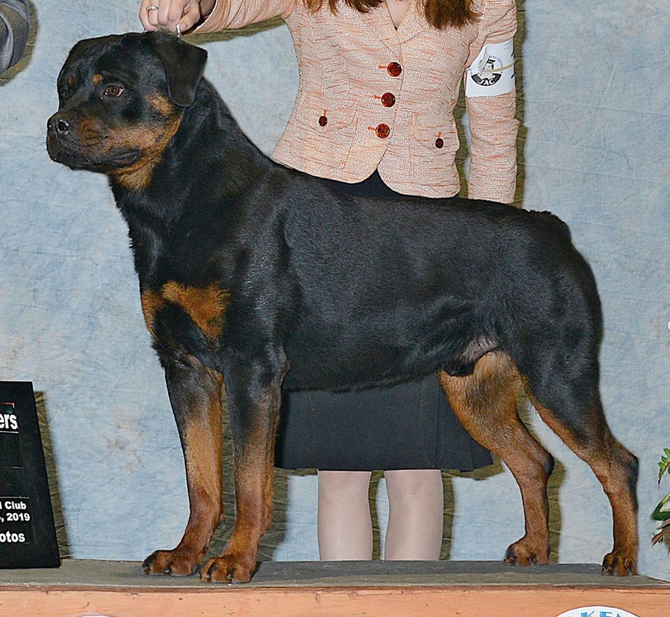 Rottweiler dickes 30インチ cootie gdc kj 降谷 Rottweiler dickes 30インチ cootie gdc kj 降谷 Rottweiler