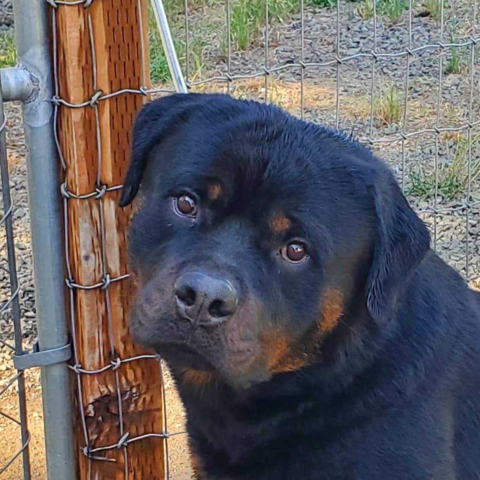 2 Infinity Rottweilers Bulleit got MAIL – 2Infinity Rottweilers LLC