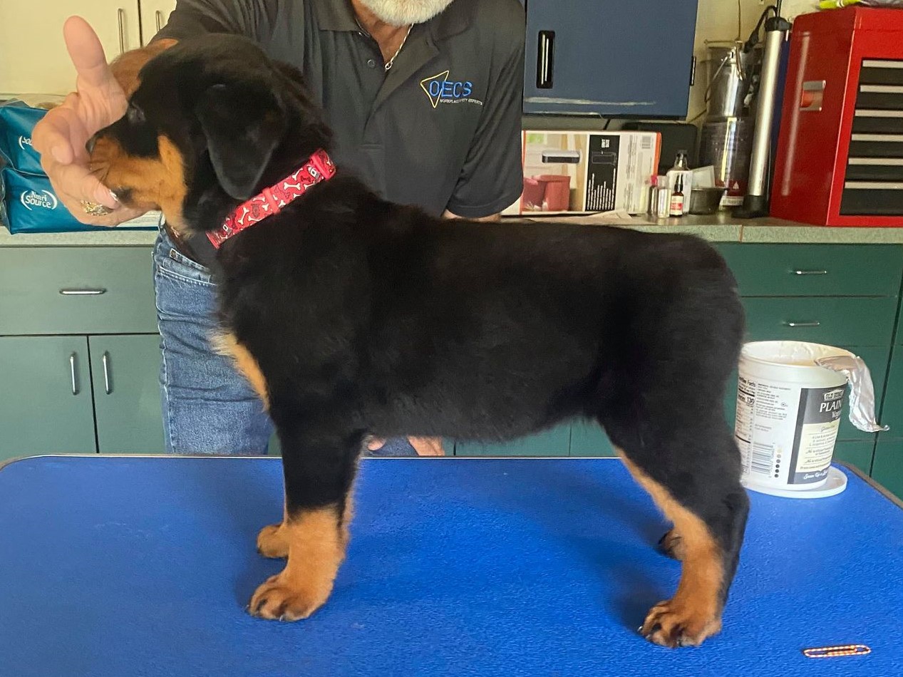 2 Infinity Rottweilers Riddle – 2Infinity Rottweilers LLC