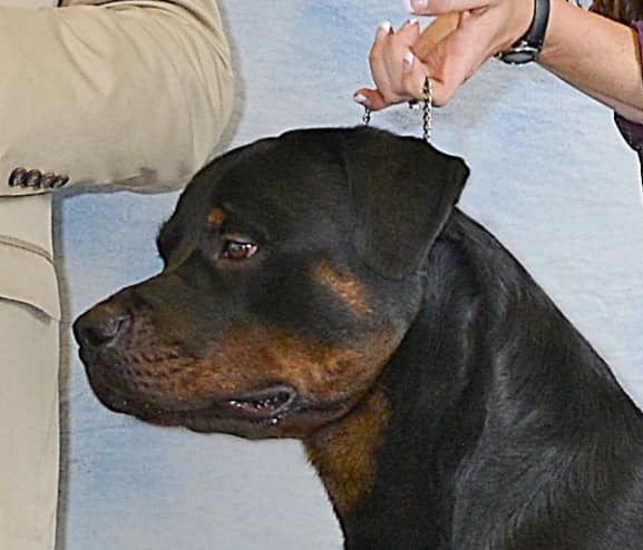 2 Infinity Rottweilers Capt Morgan was promoted..GCH – 2Infinity Rottweilers LLC