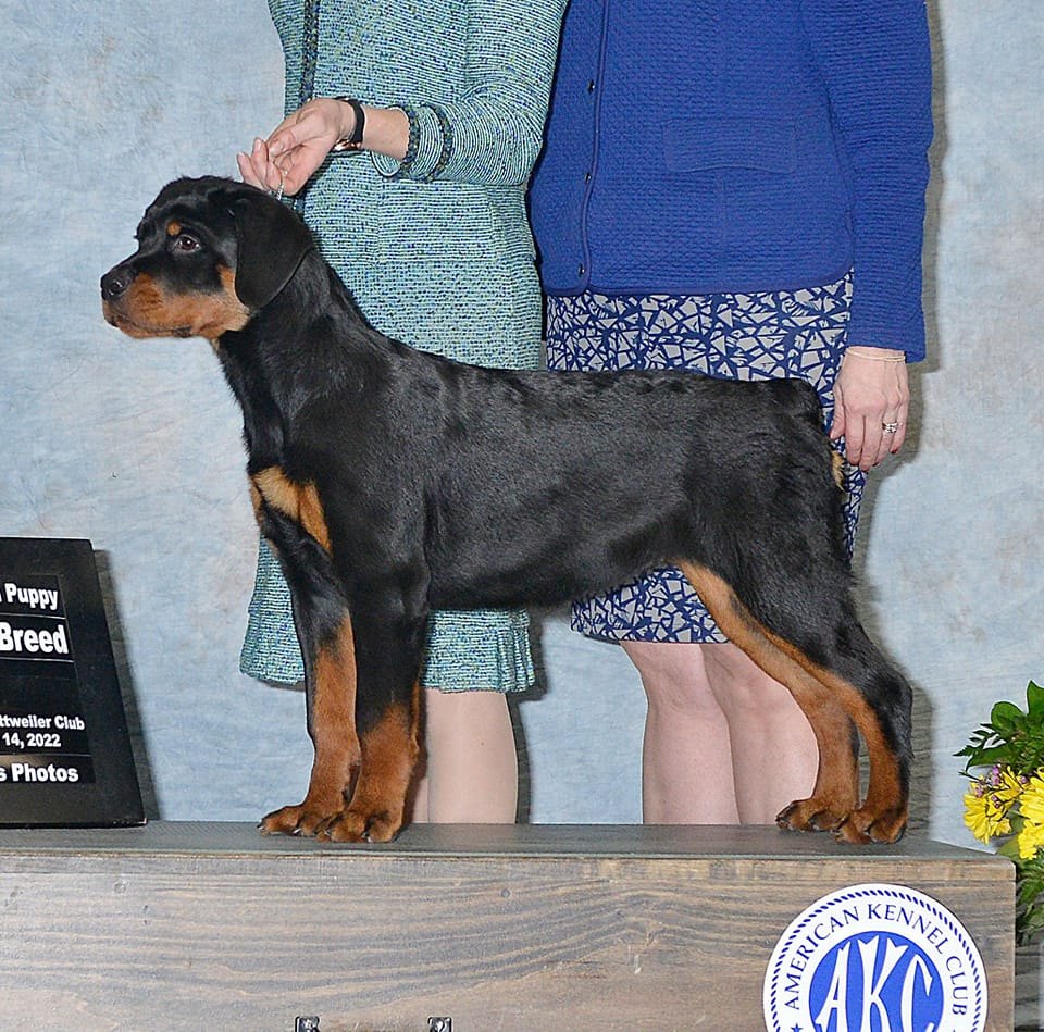 Favor – 2Infinity Rottweilers LLC