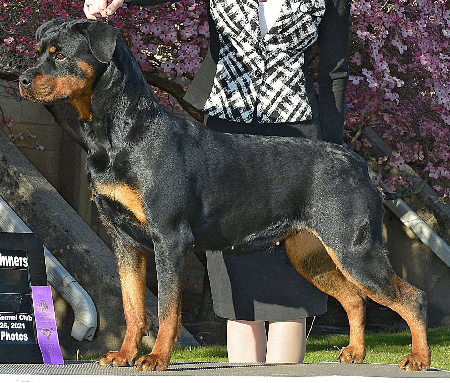 2021, December 30 = Tigger X Diago – 2Infinity Rottweilers LLC