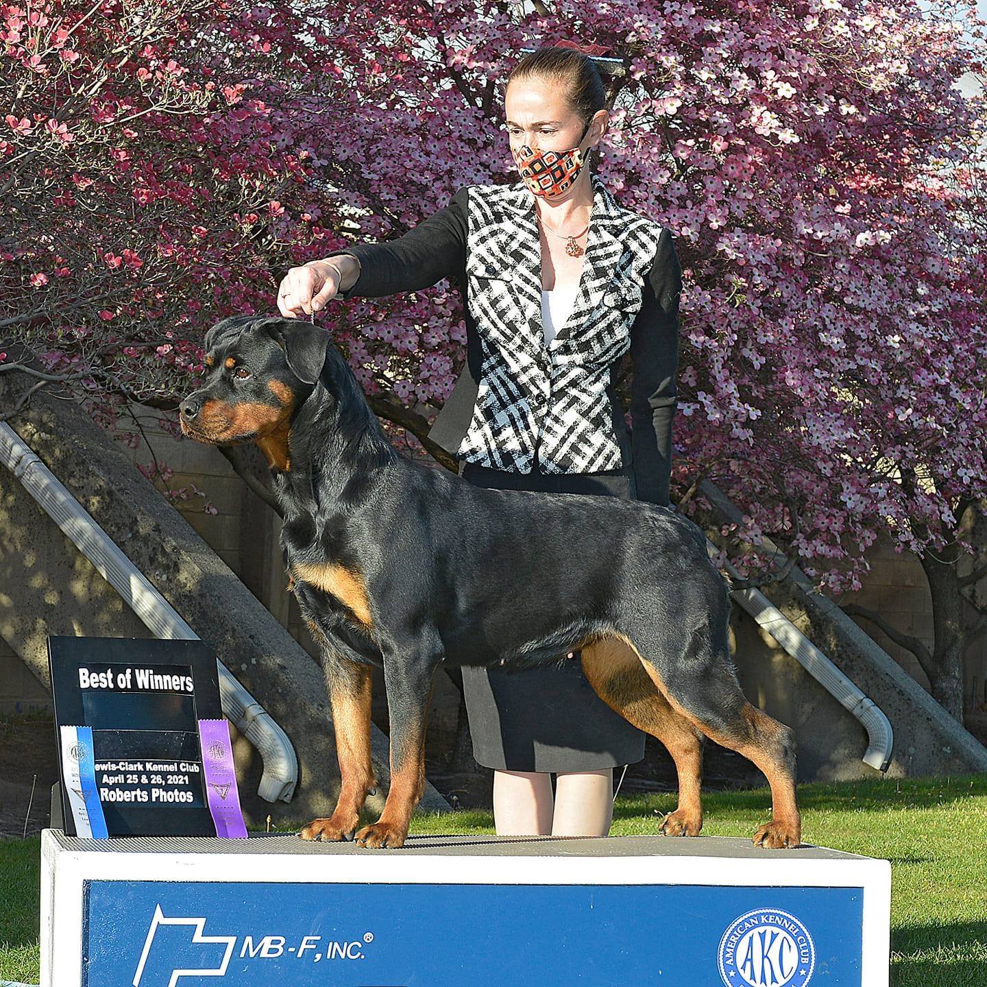 TIGGER's Gallery – 2Infinity Rottweilers LLC