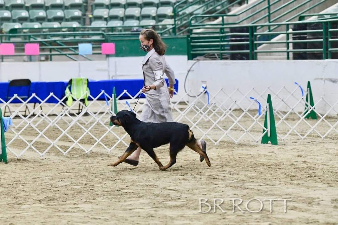 2 Infinity Rottweilers Vodka’s Gallery – 2Infinity Rottweilers LLC