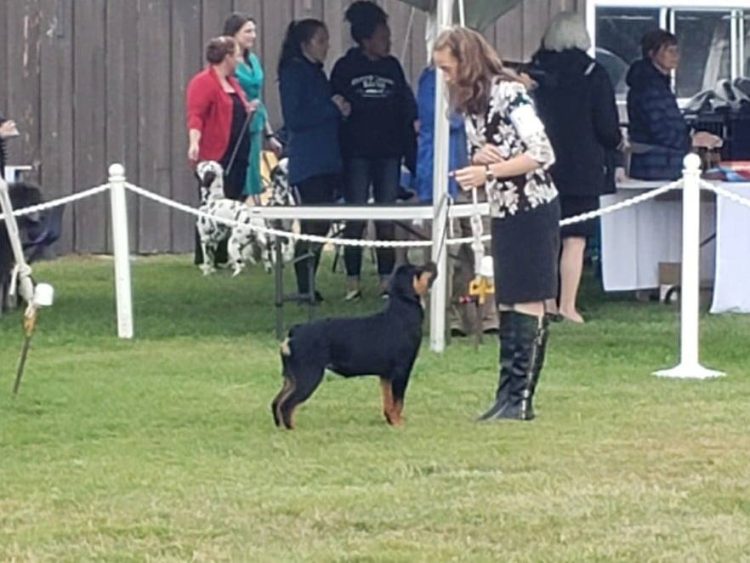 2 Infinity Rottweilers Vodka’s Gallery – 2Infinity Rottweilers LLC