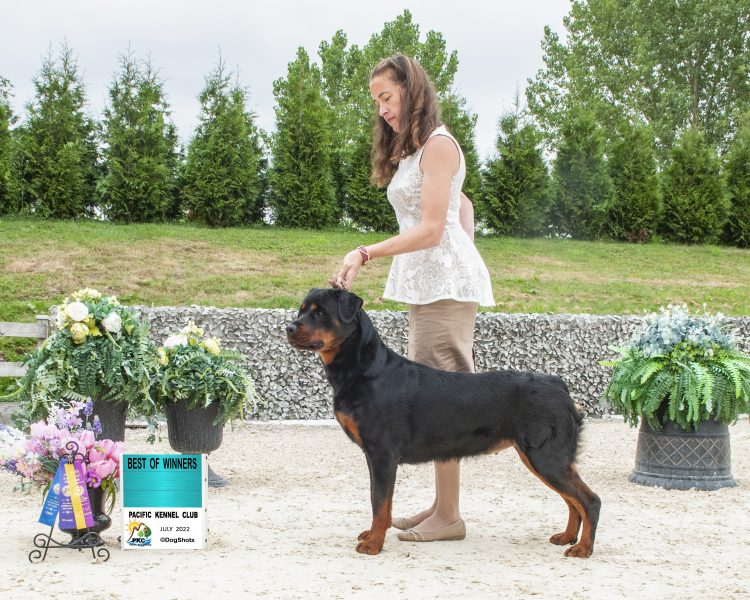 2 Infinity Rottweilers Myrtle’s Gallery – 2Infinity Rottweilers LLC