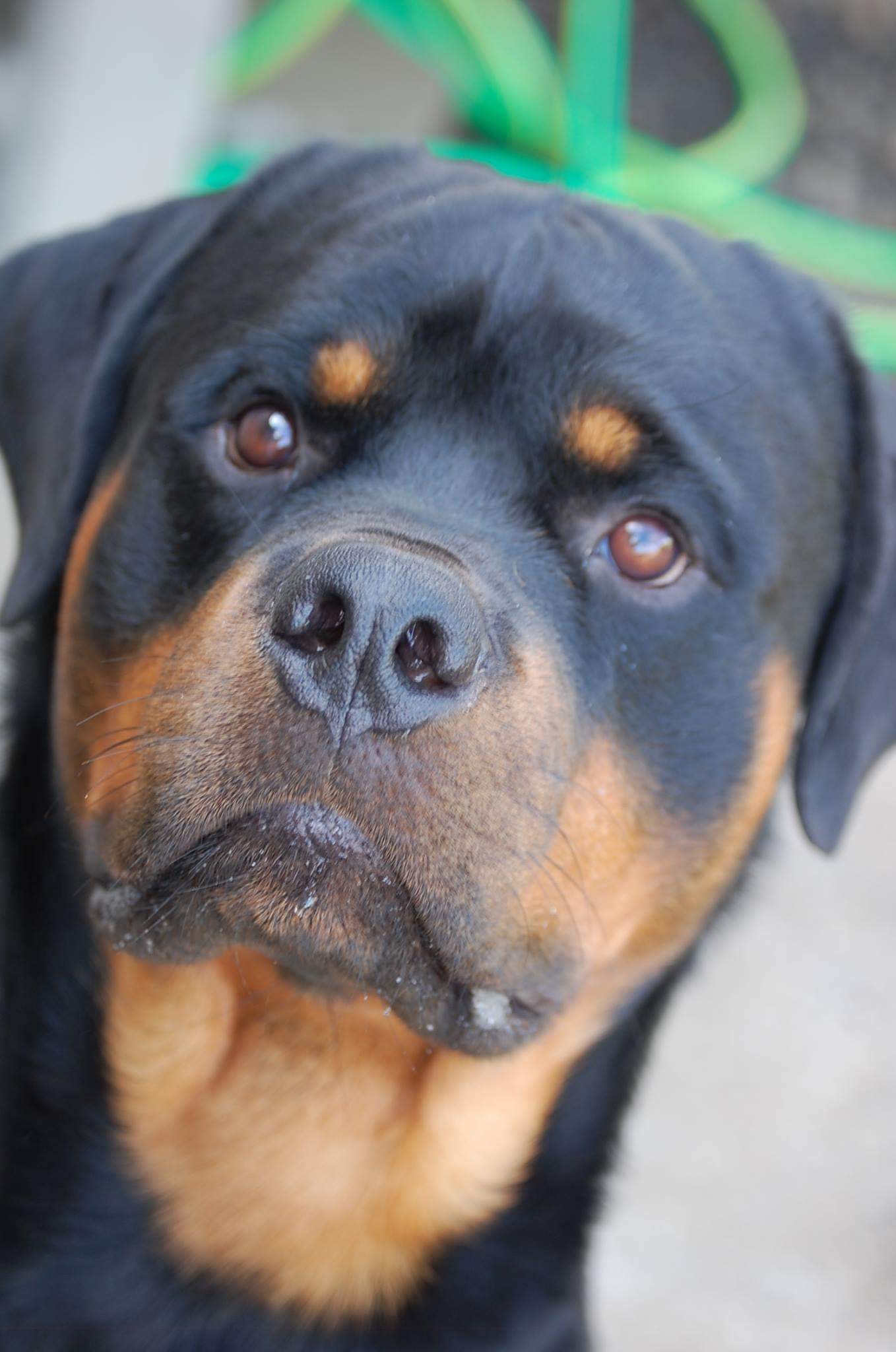 2 Infinity Rottweilers Boyz – 2Infinity Rottweilers LLC